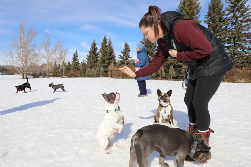 Melissa Light holds up a treat for Opal at Lacombe Lake dog park on Tuesday. Hettie Willekes is grandmother to Moose, who is looking towards the camera, and Leeloo who is frolicking in the back. Oscar is the grey dog with the blue collar. Bijou is in the pink collar. JESSICA NELSON/St. Albert Gazette