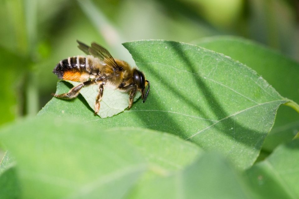 Leafcutter bees are native to Alberta. They use leaves to cap tunnels they use to lay their eggs. EALT/Photo