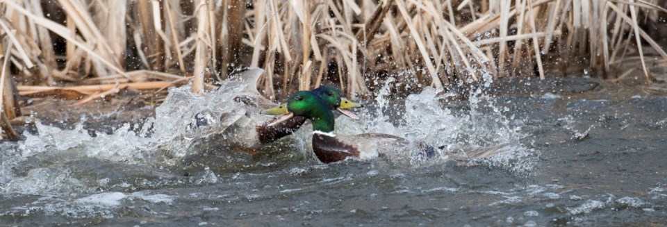 1305 SA Duckfight 9718 km