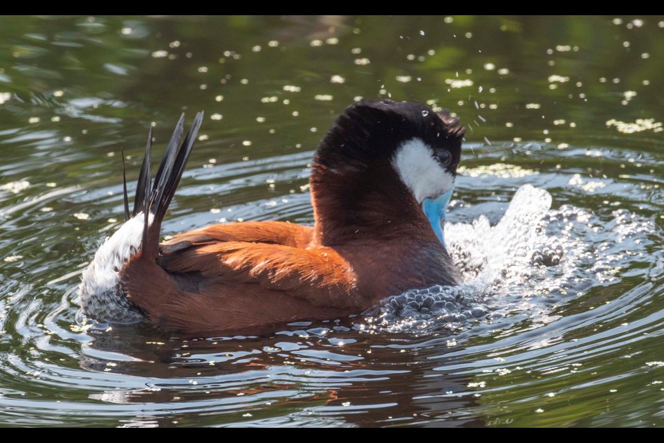 BLORPLE — A male ruddy duck beats its beak against its chest to create bubbles in the John E. Poole Wetland on June 30, 2022. The bubbles are part of a mating ritual. KEVIN MA/St. Albert Gazette