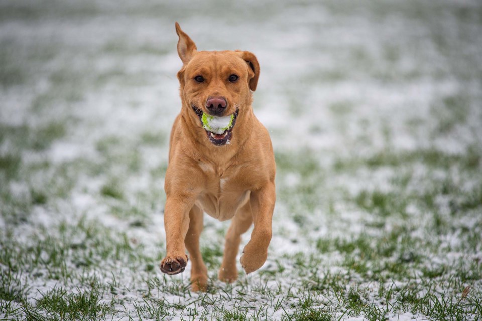 Park attendants say the off-leash dog park brings the community together, but schools are concerned over the dog activity and pet waste in the area while students are on the playgrounds. UNSPLASH/Photo