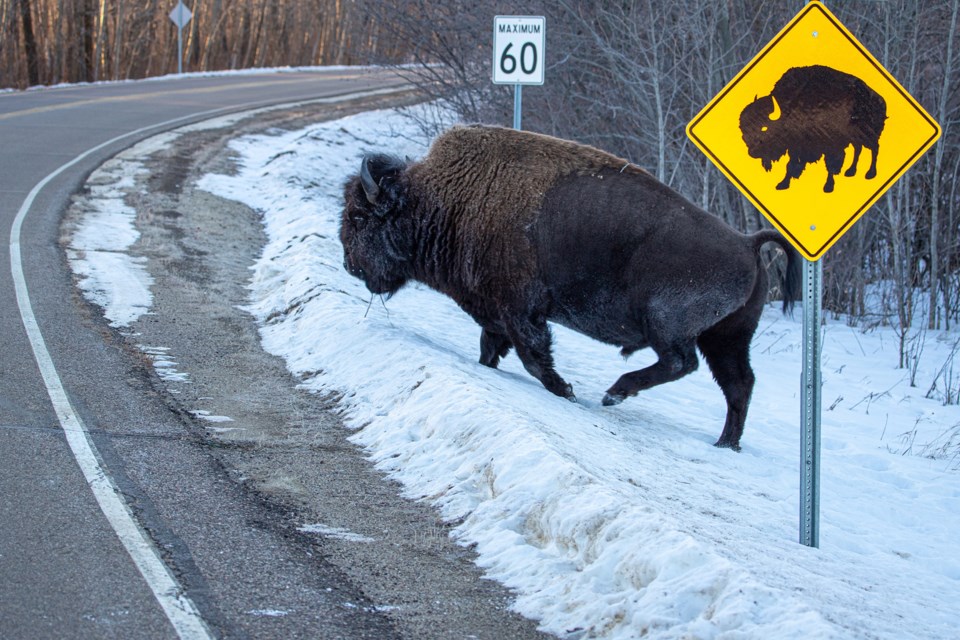 St. Albert photographer Tim Osborne captured a well-timed shot of a bison crossing the road next to a sign warning drivers of bison. TIM OSBORNE/Photo