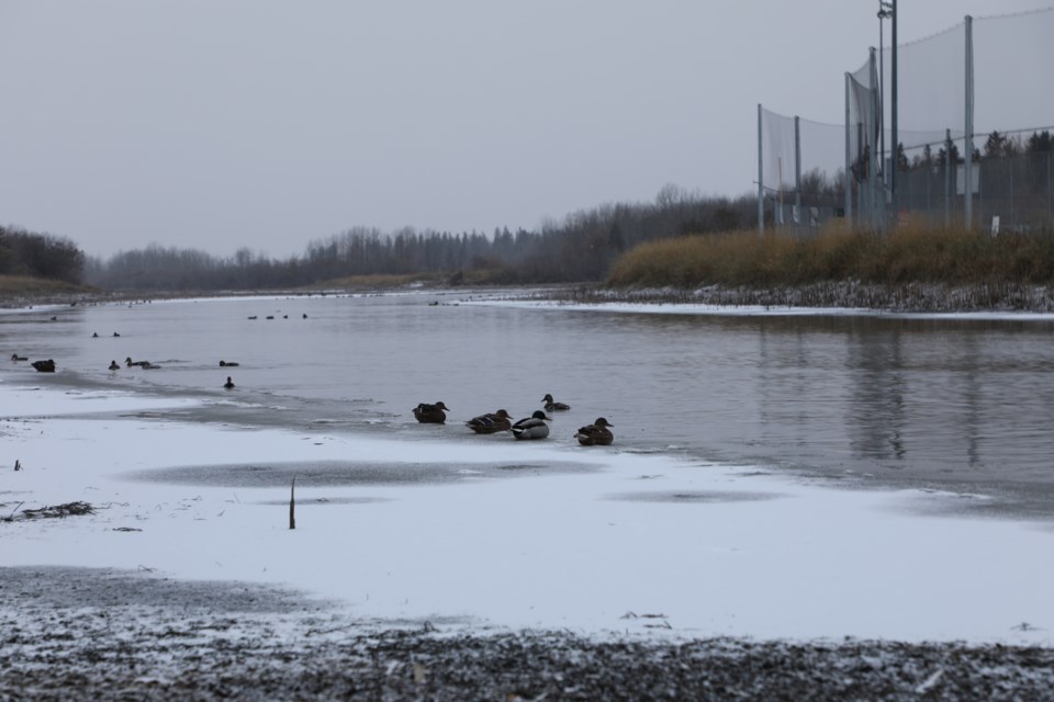 2010 cold ducks on river JN