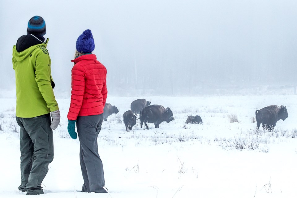 EDT-Beaver Hills-Snow Bison