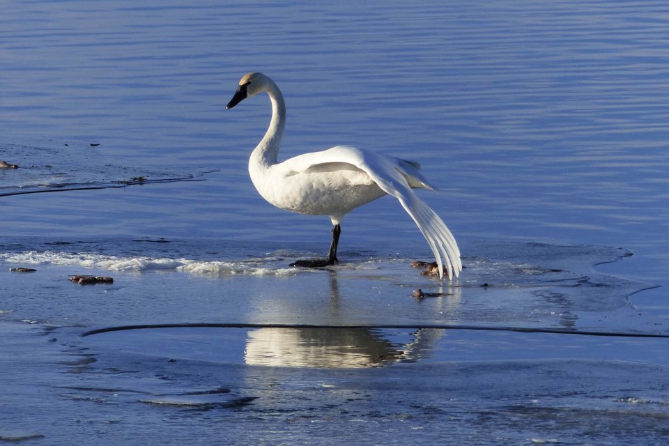 20SwanBalletDec3