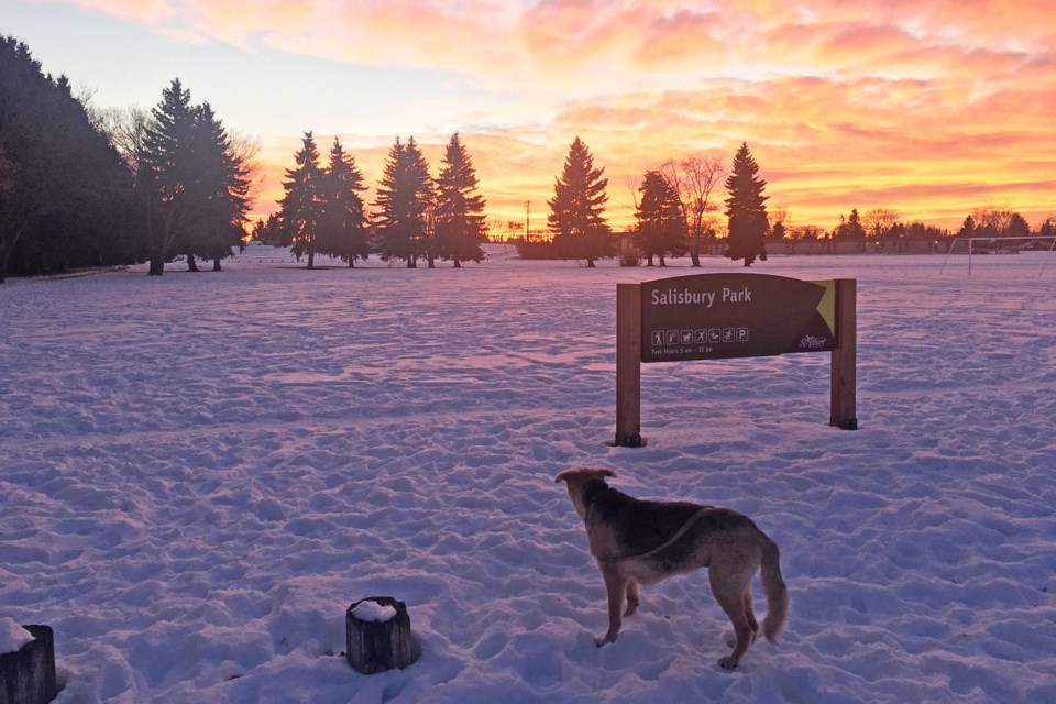 Tracey Mitford has taken her dog Charlotte to Salisbury Park for the last 12 years, and said she worries how the project will affect the park. TRACEY MITFORD/Supplied