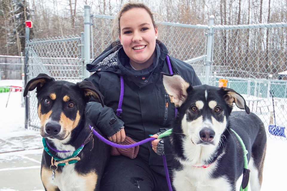 Morgan Simpson will be working on Christmas Day at Barkers Pet Motel and Grooming. Currently, she is a MacEwan University student and plans to study veterinary science in Calgary in the future. In the meantime, Simpson can enjoy her work in St. Albert with her dogs Sophie, left, and Cece. CHRIS COLBOURNE/St. Albert Gazette