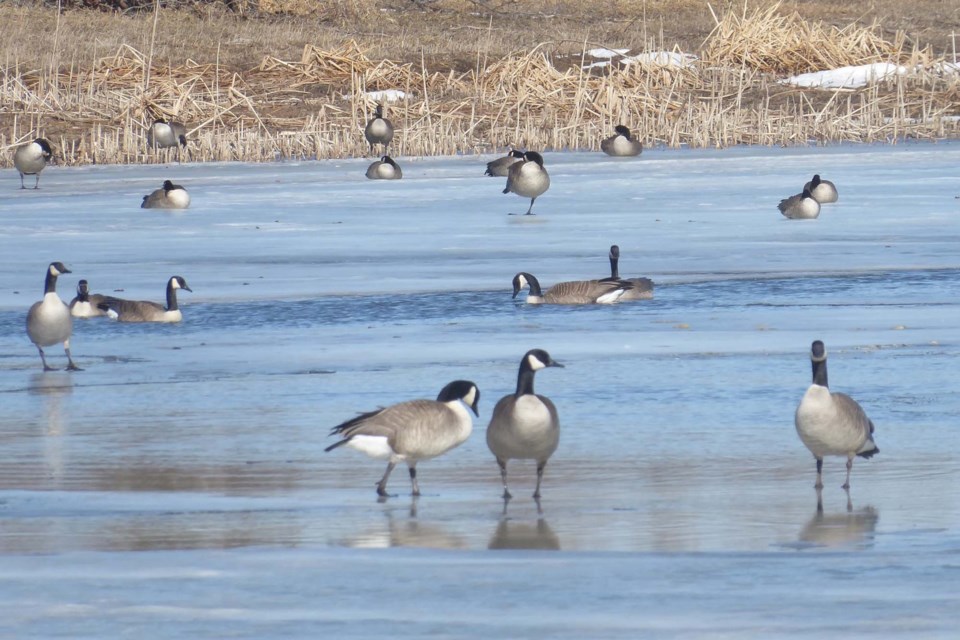 21Geese1Mar16