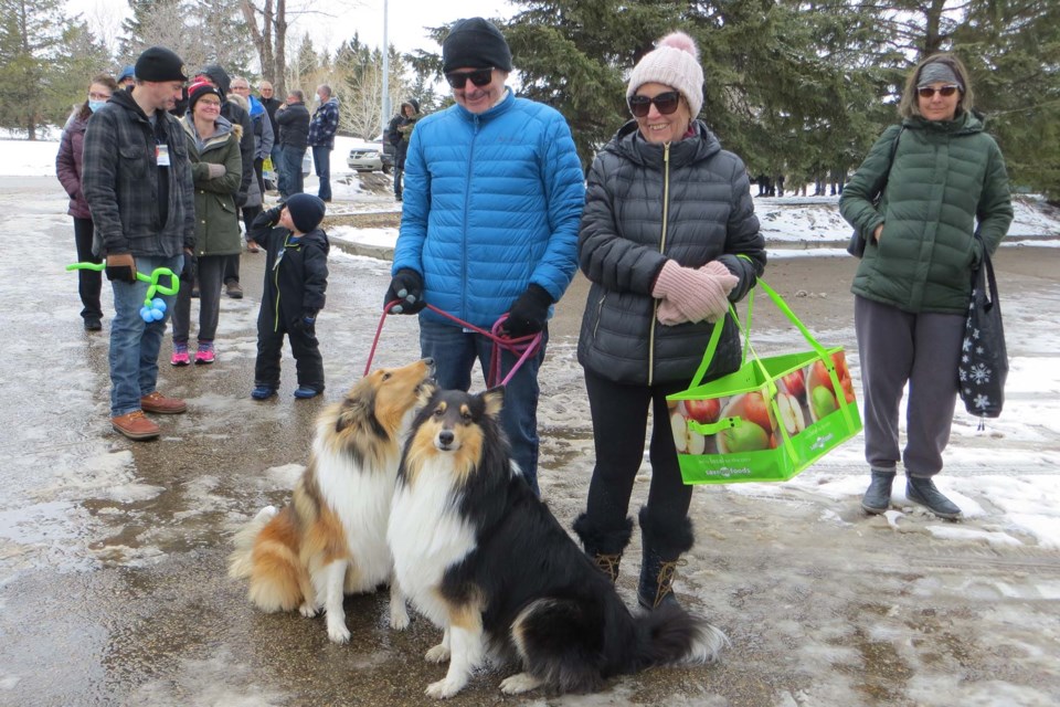 John and Jan Fox-Junker not only brought an environmentally friendly plastic bag to cart food boxes from Perogies in the Park on Sunday, March 20, 2022, they also brought a ray of sunshine with their two collies —Sable (gold) and Bella (black). ANNA BOROWIECKI/St. Albert Gazette