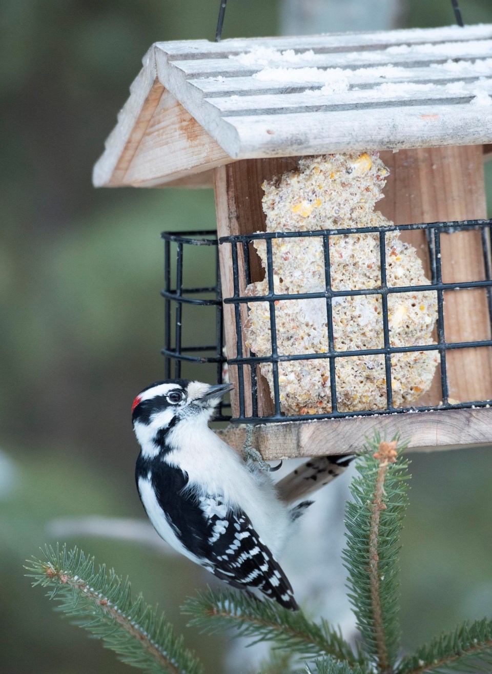 2312 SA DownyWoodpecker 0178 km