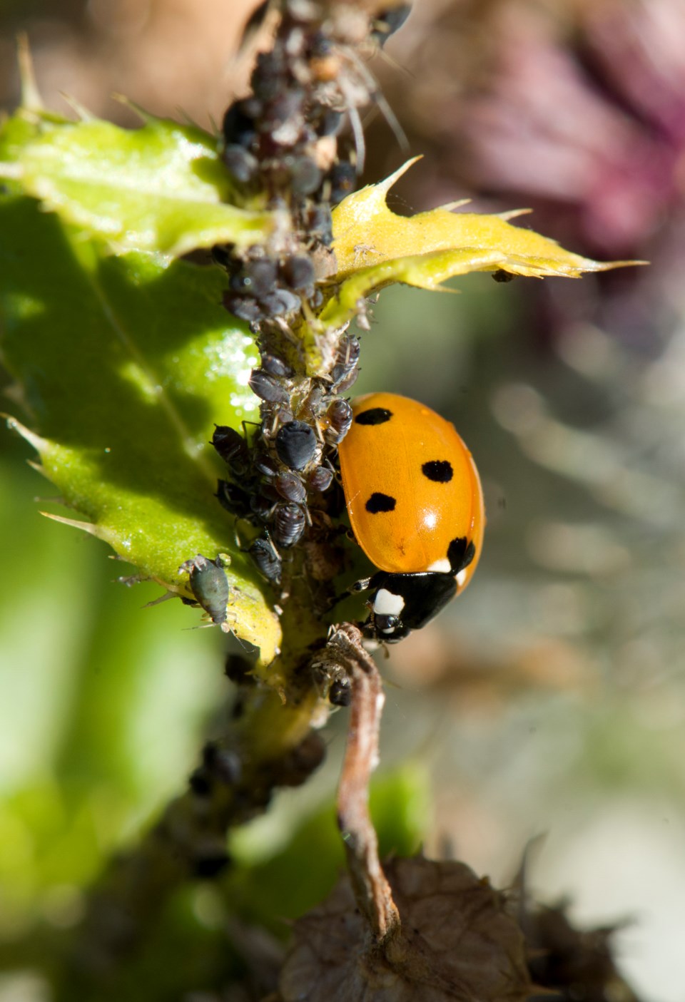 2608 SA Ladybug 1282 km