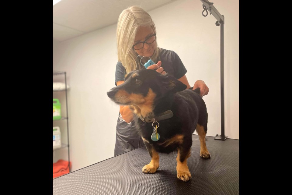 Chris Elliot wanted to leave the corporate world behind when she moved from England to St. Albert this past summer, so she opened her own dog grooming business: Short, Bark, & Sides. SUPPLIED/Photo