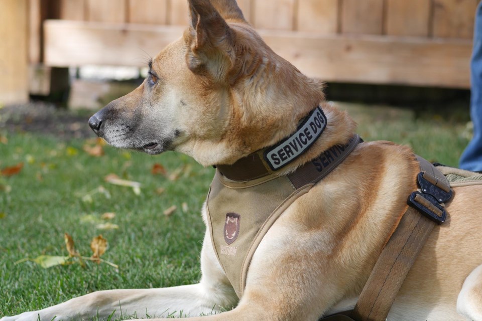 Now retired, Mia was John Dugas' first service dog in 2016. She currently helps train new handlers while they wait for their own service dog. She is a calm and focused girl. SYDNEY UPRIGHT/St. Albert Gazette