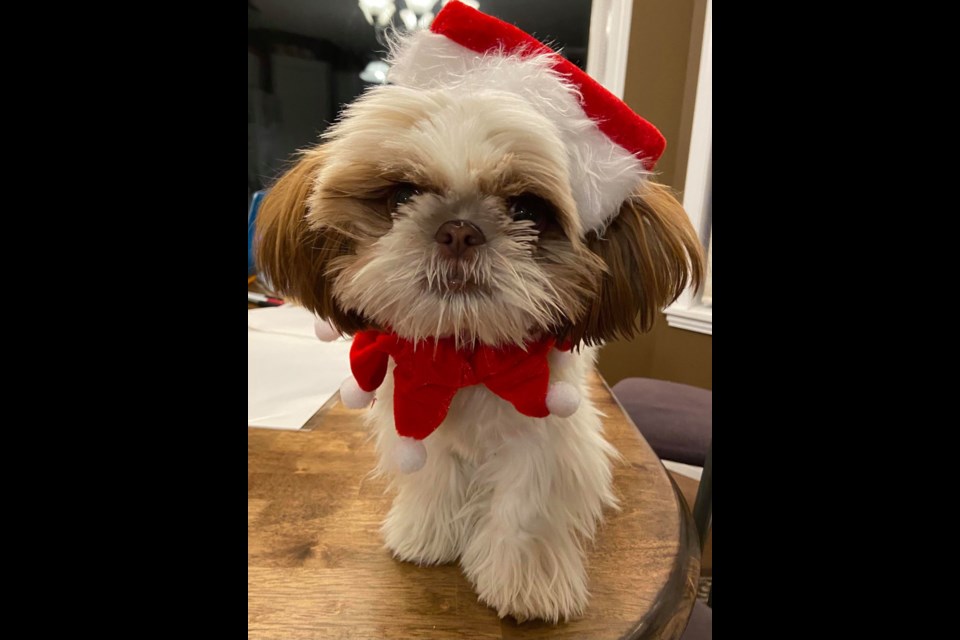 Olive came at a much needed time for her parents Cindy and Patrick Wilson. The couple had just lost their previous dog Bella two weeks before the pandemic started and they were left at home missing their best friend, but Olive came into their lives during the pandemic and delivered joy and happiness to the family.