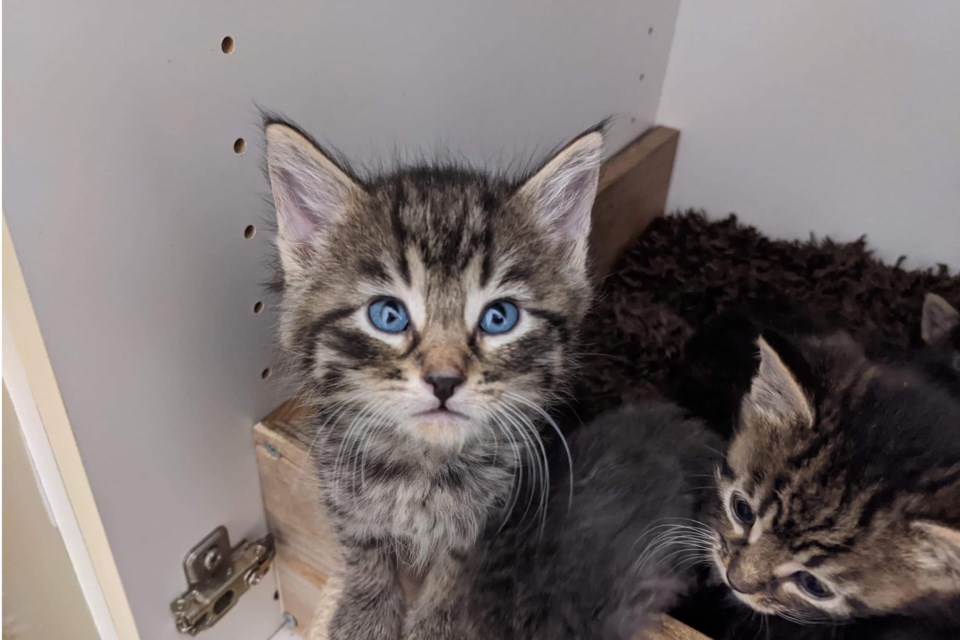 FACEBOOK/Photo
Aren't they cute? SCARS is hosting its annual Critters and Cocktails gala online this year on November 7. The animal rescue organization needs your help to help furry friends like these two get their fur-ever homes.