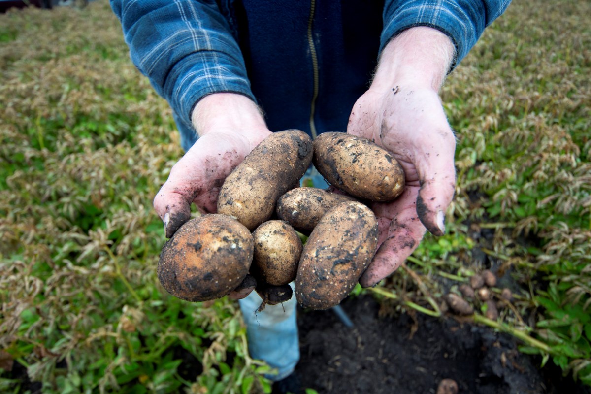 Potato farmers facing mental, financial stress from production cuts - St. Albert TODAY