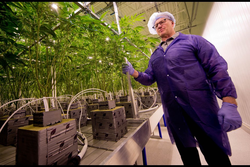 Atlas Growers Vice President of Cultivation, Jim Hole, guided media on a laboratory tour and showcased the purpose built facility and state of the art pharmaceutical processing technology. CHRIS COLBOURNE/St. Albert Gazette