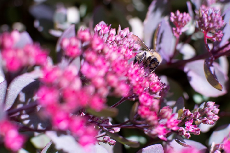 Botanic Park Bee