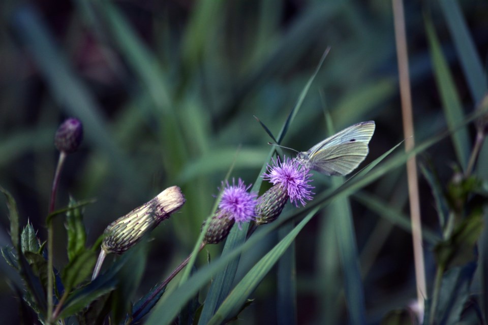 Botanic Park butterfly