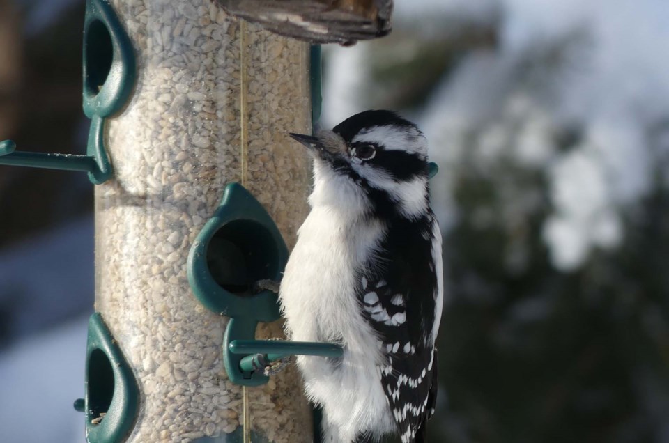 Christine Zihrul woodpecker1