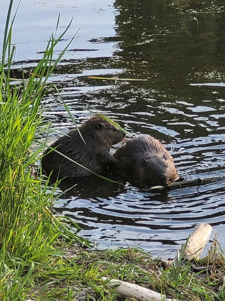 beavers-sturgeon-july-2025