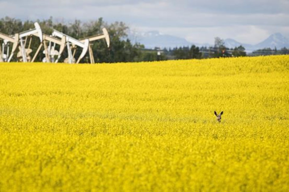 cp farmers canola