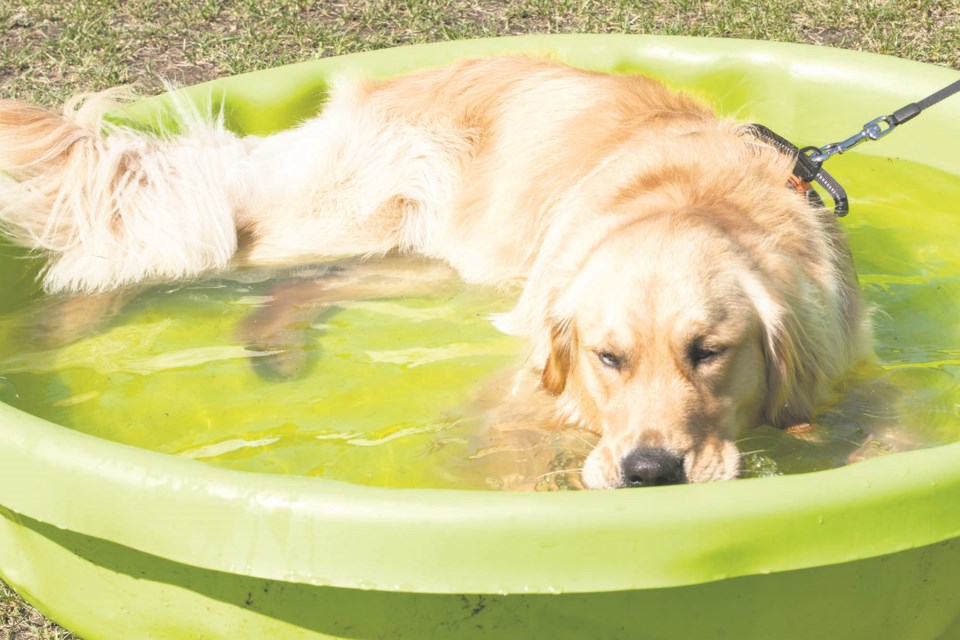 Waffles takes a dip in the water at the 18th Tails on the Trails Family Fun Day and Pledge Walk by Second Chance Animal Rescue Society at Lions Park on  July 16, 2022. BRUCE EDWARDS/St. Albert Gazette