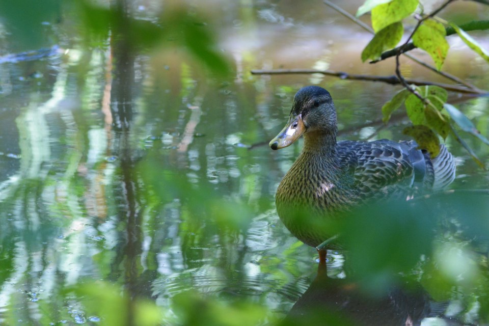 Ducks 1