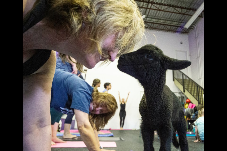 Michelle Bishop of St. Albert gets up close and personal with a lamb during a recent goat yoga event at FX3 Fitness. CHRIS COLBOURNE/St. Albert Gazette
