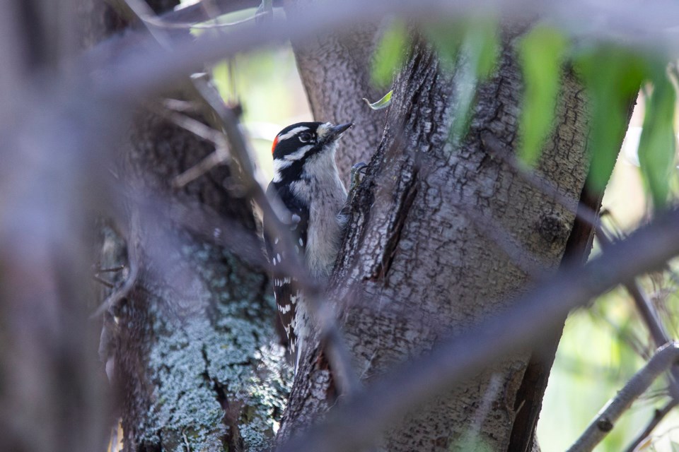 Instagram woodpecker CC 7634