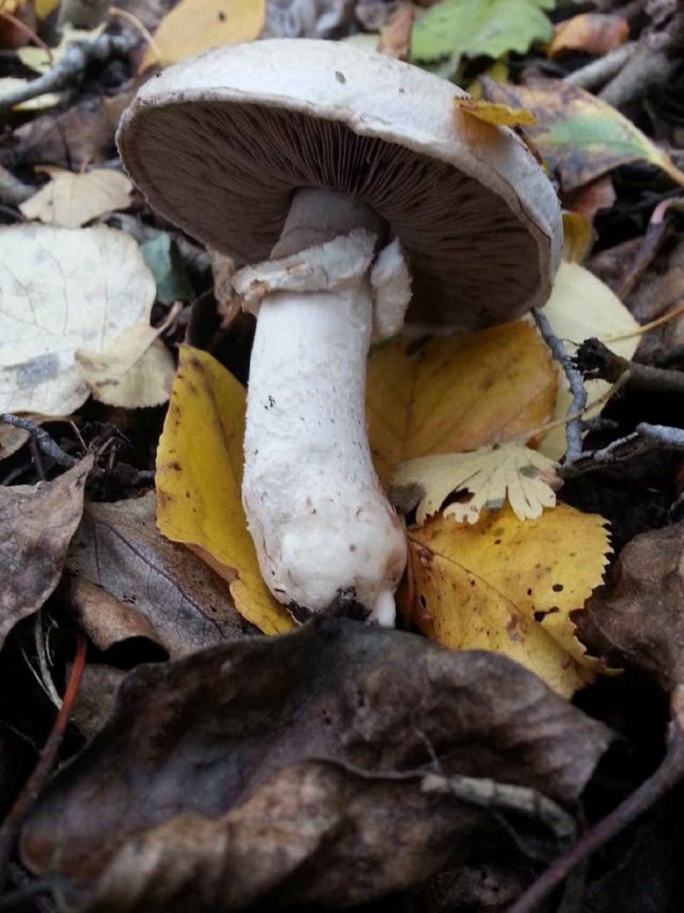 Mushroom Full