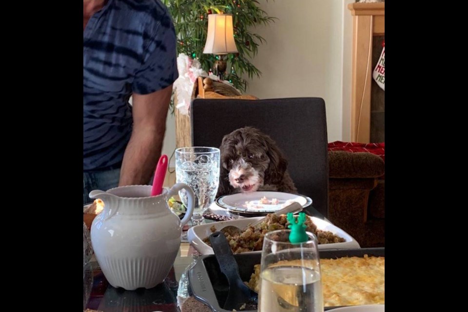 Mila, the chocolate Parti Cockapoo gets her own chair at the table for Christmas dinner. Photo supplied