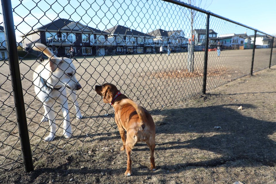 A fence separates the large from the small at Lacombe Lake Dog Park on Nov. 5, 2021. JESSICA NELSON/St. Albert Gazette