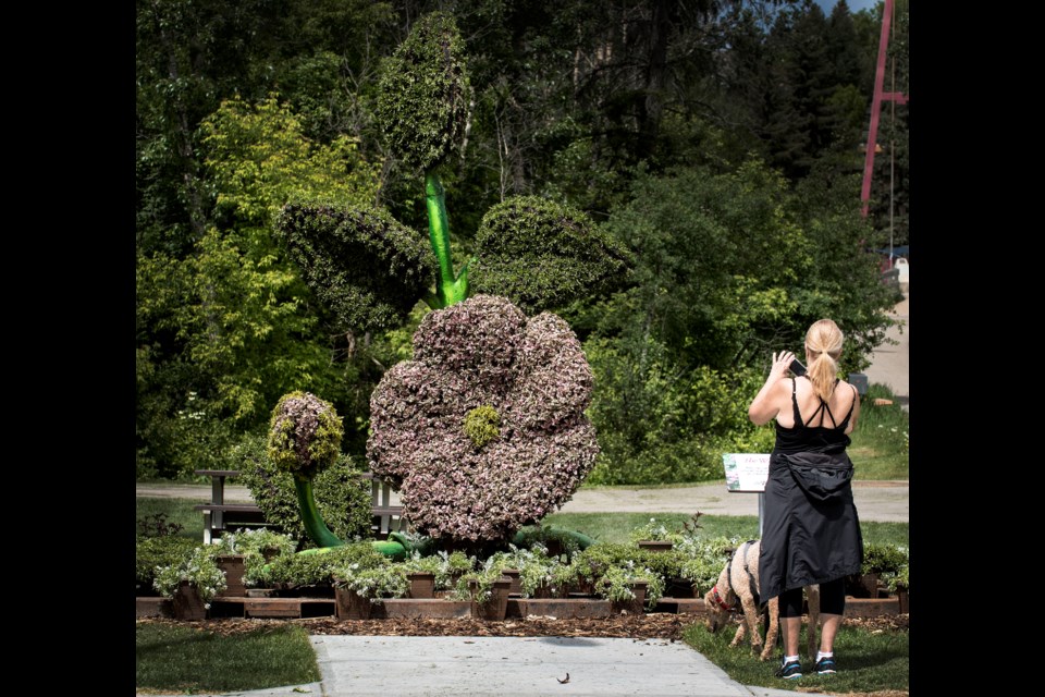 Michele Fitzpatrick of St. Albert and her dog Finnegan stop to admire and photograph The Mosaic 150 Wild Rose Sculpture next to Red Willow Place on Tache St. in St. Albert on Tuesday, June 10, 2019. The living sculpture becomes the city's 47th piece of public art. DAN RIEDLHUBER/St. Albert Gazette