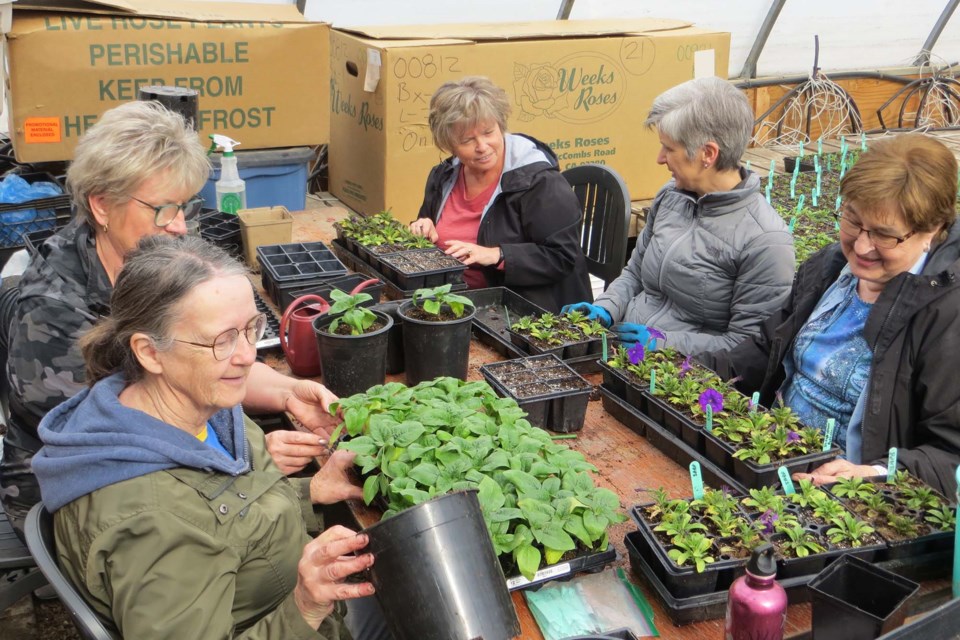 Volunteers at the St. Albert Botanic Park plant baskets of flowers for the Mother's Day Rose Sale on May 7. From left front going clockwise: Lynn Rusnak, Greta Kiernan, Shirley Nissen, Sheila Drummond, Dianne Taylor. ANNA BOROWIECKI/St. Albert Gazette