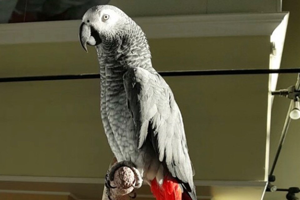 Spike the Parrot passed away unexpectedly from a stroke likely brought on as a complications from her epilepsy. The sad news was shared on social media Wednesday afternoon, leaving many in the community saddened, especially staff and patrons of Mr. Pet's (and its former incarnation as Paradise Pets) where she lived for her entire life. She was 32. PHOTO COURTESY OF MR. PET'S