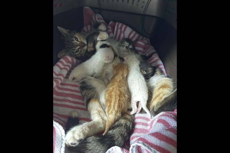 Adrianna the cat patiently allows her kittens to suckle. She is one of many pregnant cats SCARS has rescued in its two-decade mission to assist stray or unwanted animals. SUPPLIED