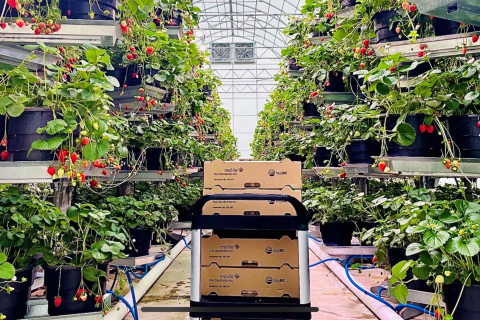 Strawberries grown in an aeroponics facility. SUPPLIED/Photo