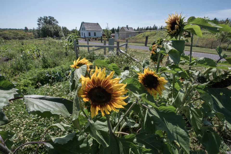 Sunflowers greet visitors to the garden in Heritage Park. JOHN LUCAS/St. Albert Gazette