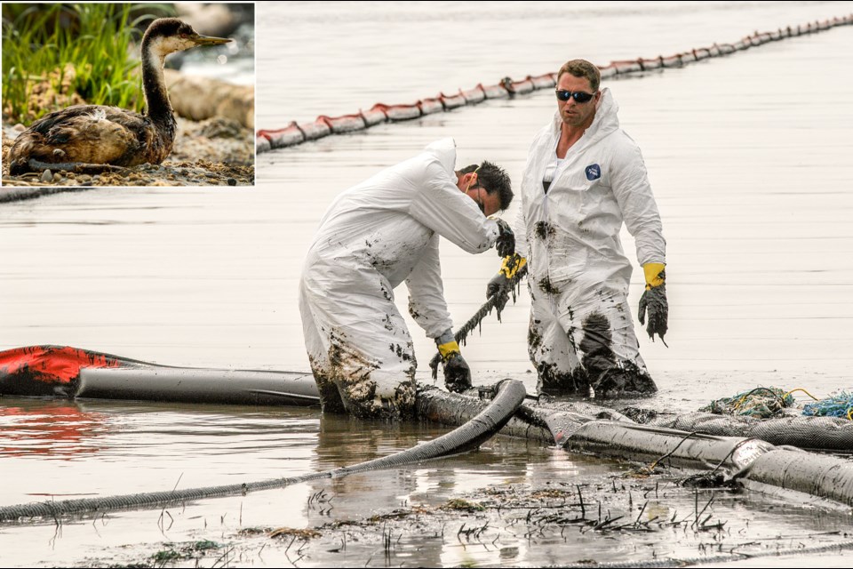 POLLUTION — Workers contracted to help clean Wabamun Lake vacuum oil from the surface 10 days after a derailed train dumped 733,000 litres of bunker C oil into the waters on August 3, 2005. The spill is an example of how pollution harms animals, such as the oil-soaked grebe shown here. DAN RIEDLHUBER/St. Albert Gazette