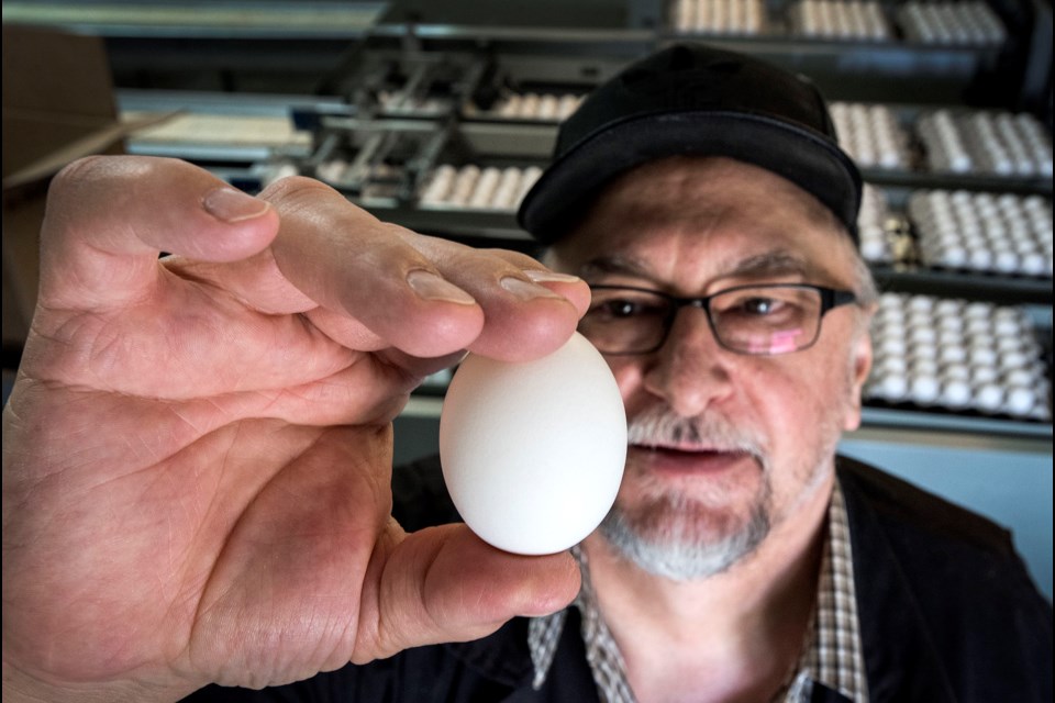 EGGCELLENT — Morinville Colony egg barn manager Paul Wurz examines one of the roughly 20,000 eggs the farm produces each day. Only Grade A eggs make it to stores or restaurants â any cracks or defects relegate an egg to baking or egg products. DAN RIEDLHUBER/St. Albert Gazette