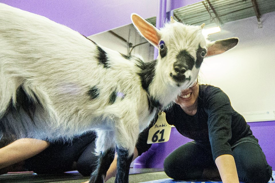 A young goat steals the spotlight from a yoga class participant at FX3 studio.
CHRIS COLBOURNE/St. Albert Gazette