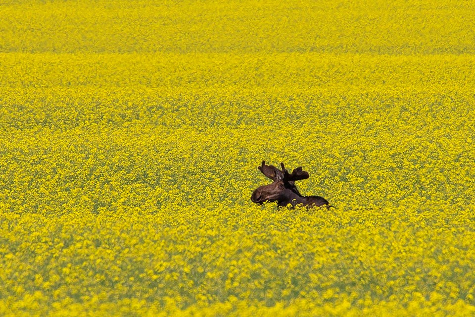 A young bull moose rests in the canola north of St. Albert on July 22. CHRIS COLBOURNE/St. Albert Gazette