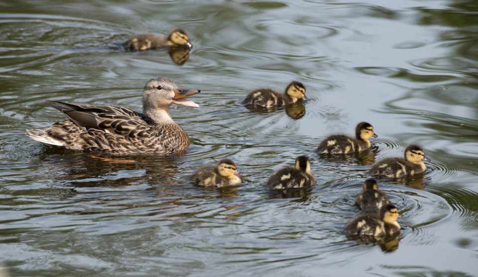 SA BabyDucks 7499 km