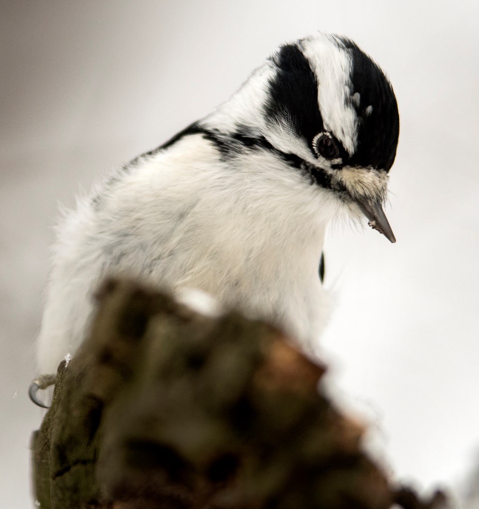 SA birdcount DR184