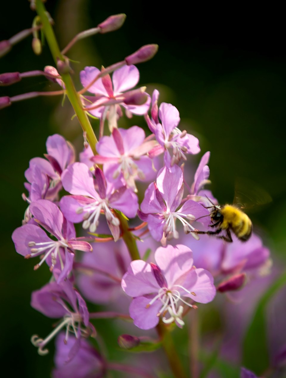 SA blowing flowers DR131