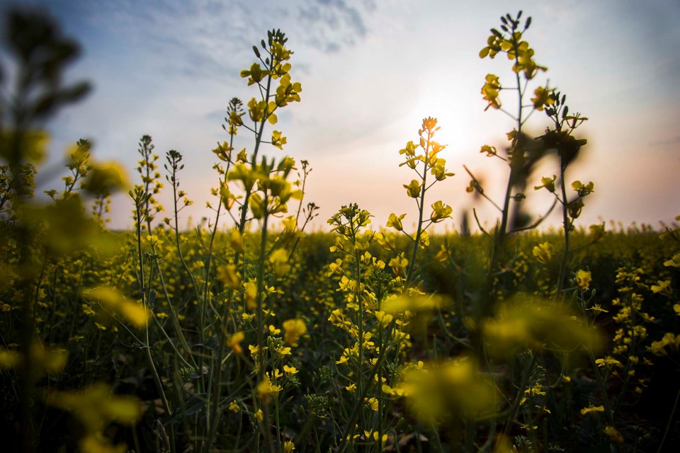 SA canola BY 1630 CC