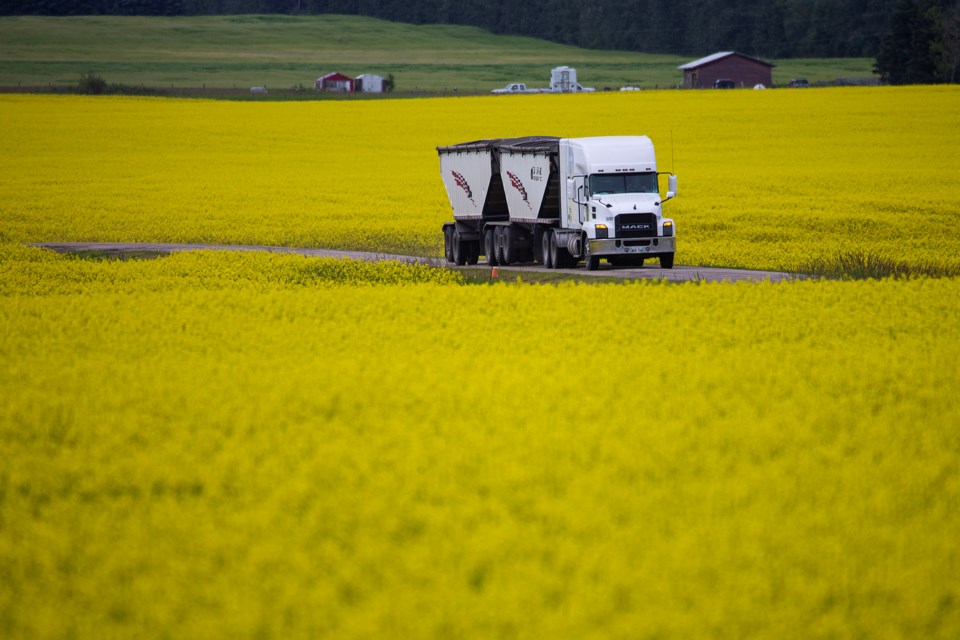 SA canola CC 5810