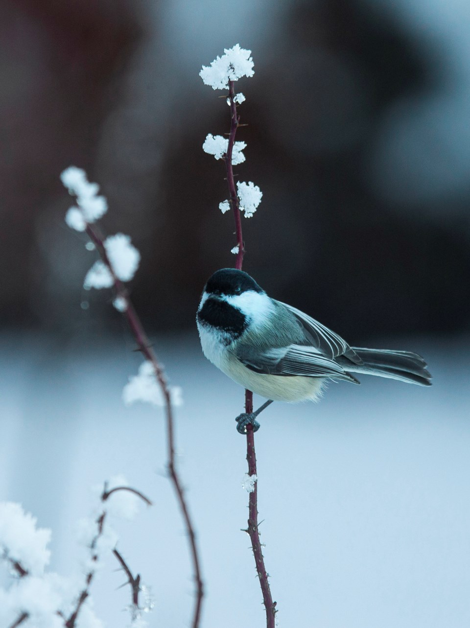 SA chickadee CC 9371