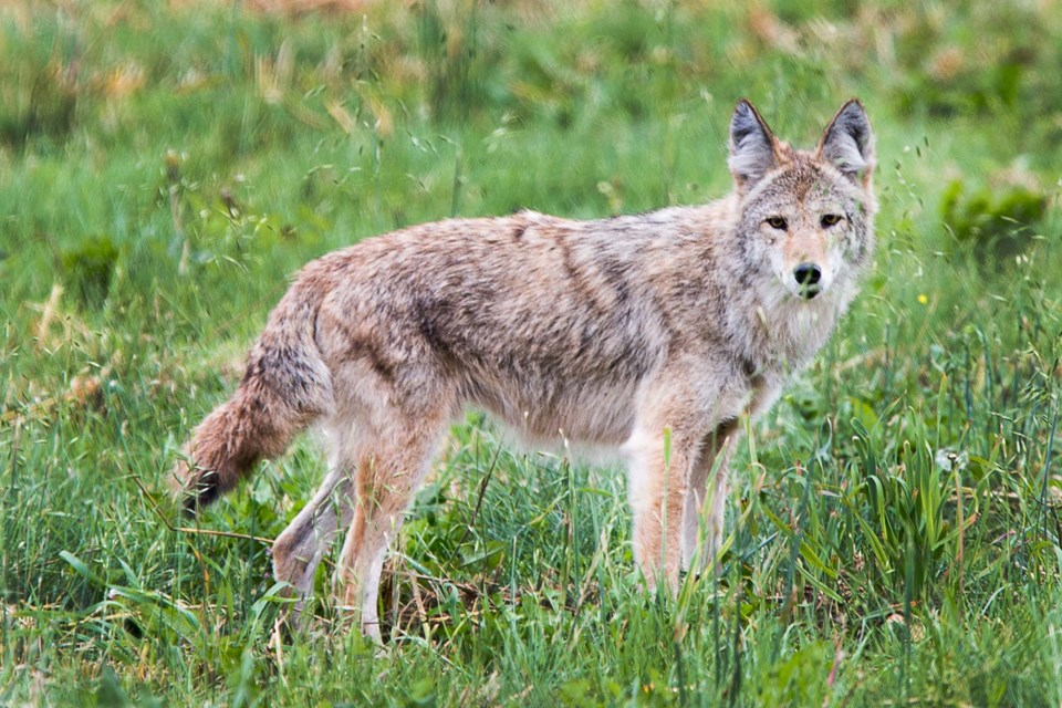SA coyote BY 2031 CC
